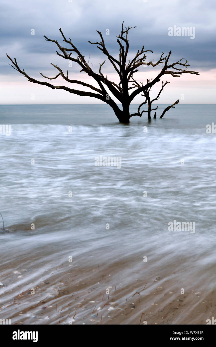 Toter Baum im Meer, Boneyard Strand in der Botany Bay Plantation Wildlife Management Area auf Edisto Island, South Carolina, USA. Ändern der Gezeiten haben sie umgewandelt, was einmal war der Wald in einem Strand. Stockfoto