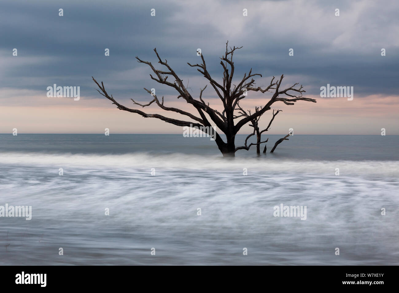 Toter Baum im Meer, Boneyard Strand in der Botany Bay Plantation Wildlife Management Area auf Edisto Island, South Carolina, USA. Ändern der Gezeiten haben sie umgewandelt, was einmal war der Wald in einem Strand. Stockfoto