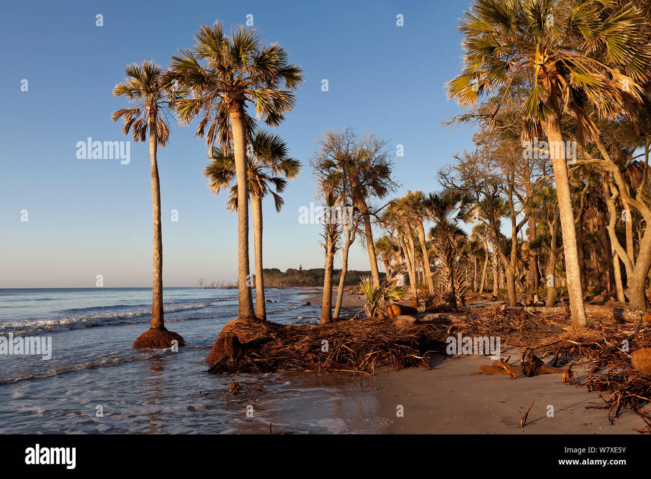 Palmen in den Atlantischen Ozean infolge Küstenerosion, Hunting Island State Park, South Carolina, USA. Stockfoto