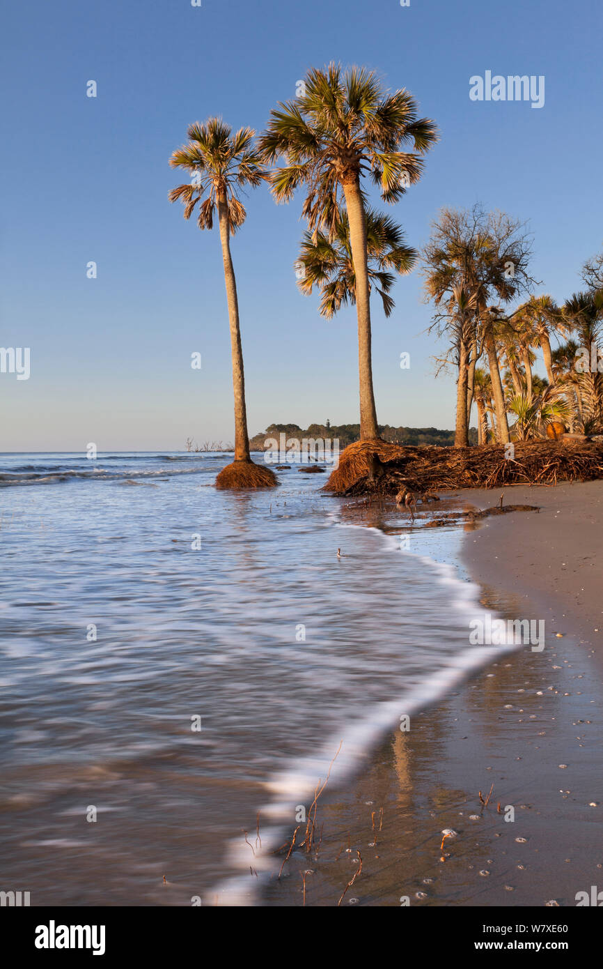 Palmen in den Atlantischen Ozean infolge Küstenerosion, Hunting Island State Park, South Carolina, USA. Stockfoto