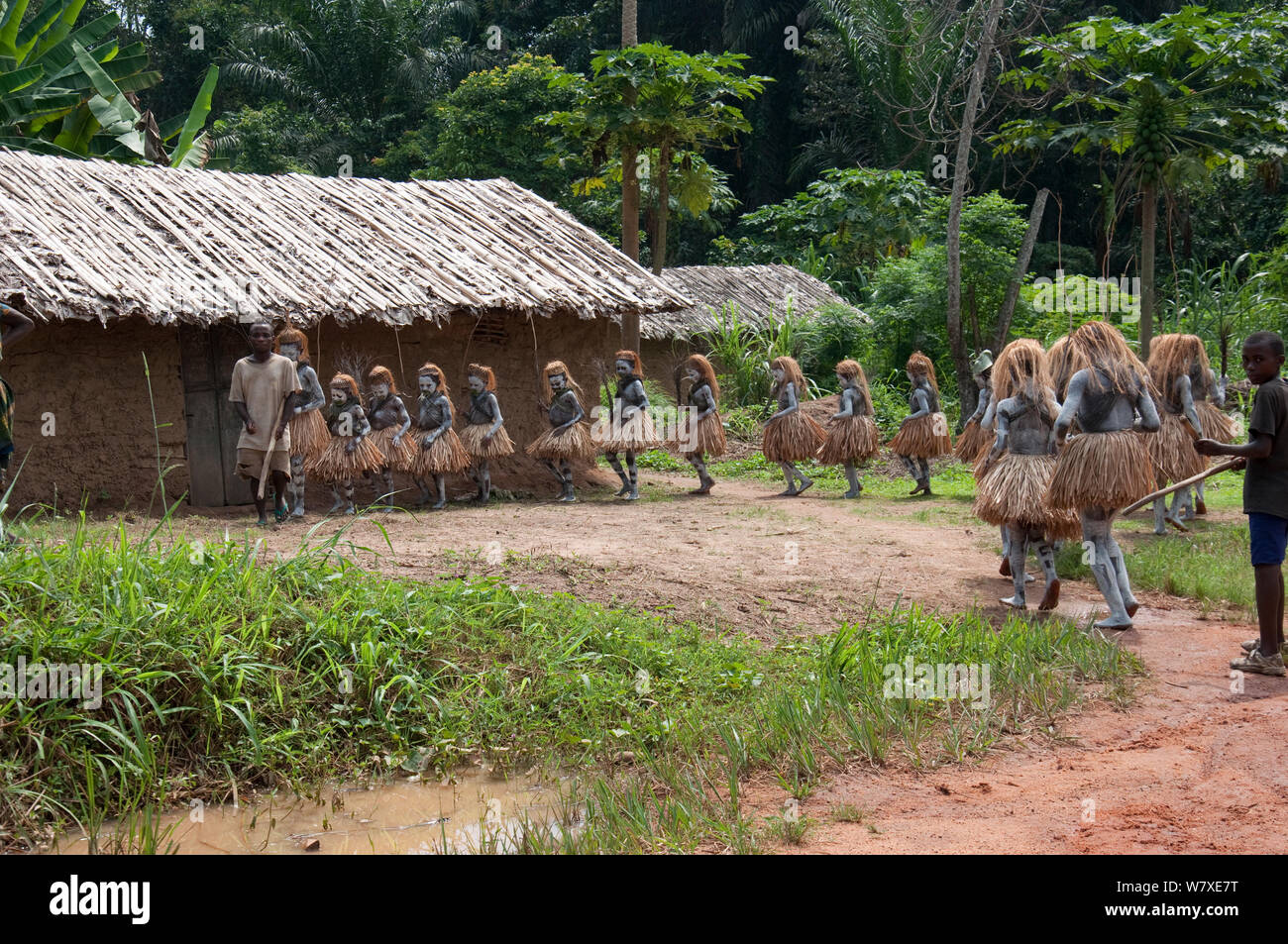 Mbuti-Pygmäen jungen in traditionellen blauen Körper Farbe und Stroh Röcke, am Weg nach Wald, Einweihung, zu unterziehen, die ein Recht der Passage ins Mannesalter ist. Ituri Rainforest, demokratische Republik Kongo, Afrika, Dezember 2011. Stockfoto