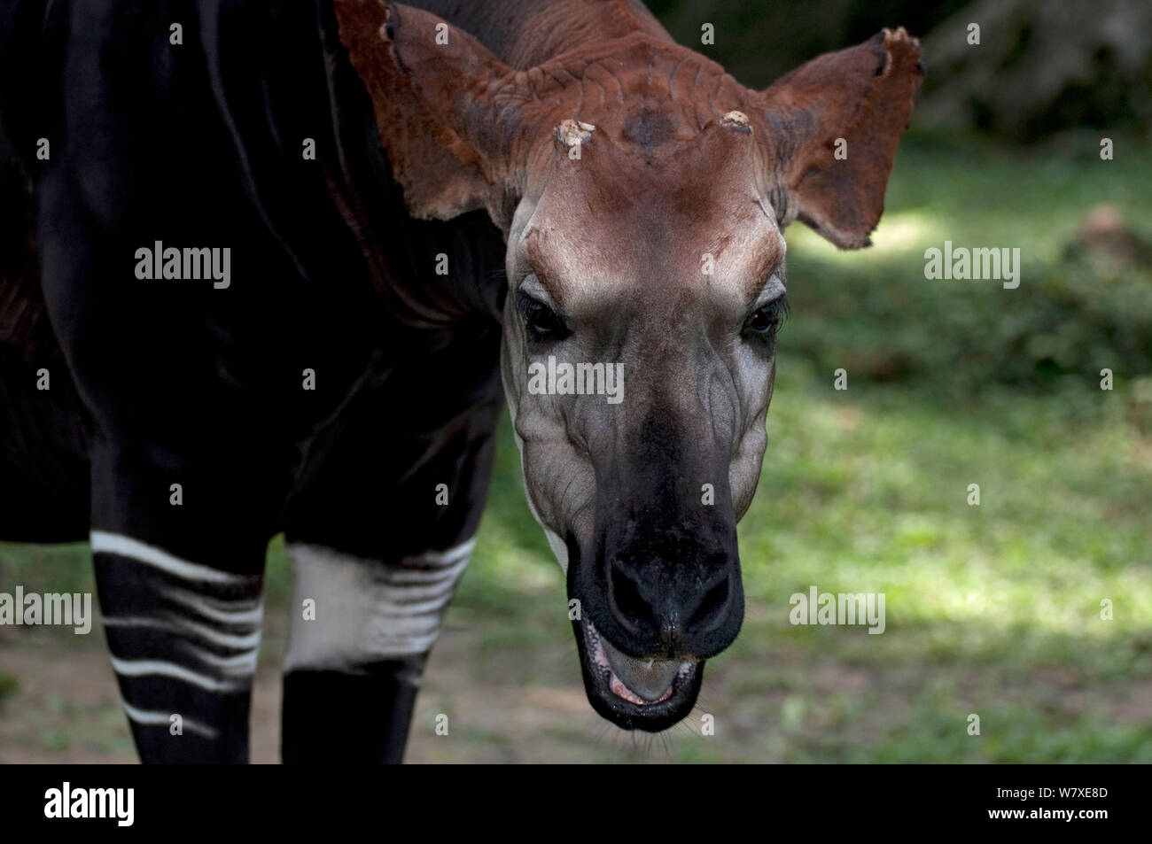 Okapi (Okapia johnstoni) unverlierbaren an epulu Okapi Wildlife Reserve, UNESCO-Weltkulturerbe, Ituri Wald, der Demokratischen Republik Kongo. Stockfoto