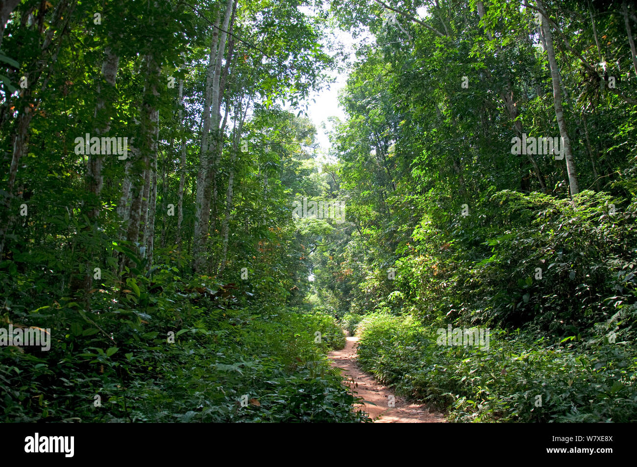Straße durch den Regenwald Ituri, Demokratische Republik Kongo, Afrika, Dezember 2011. Stockfoto