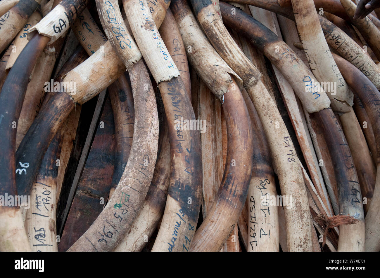 Afrikanische Waldelefant (Loxodonta cyclotis) Stoßzähne aufgetürmt vor der Regierung Côte d'Ivoire brennen mit 6 Tonnen (im Wert von 6 Millionen US-Dollar) von Elfenbein, Libreville, Gabun, 6. Juni 2012. Stockfoto
