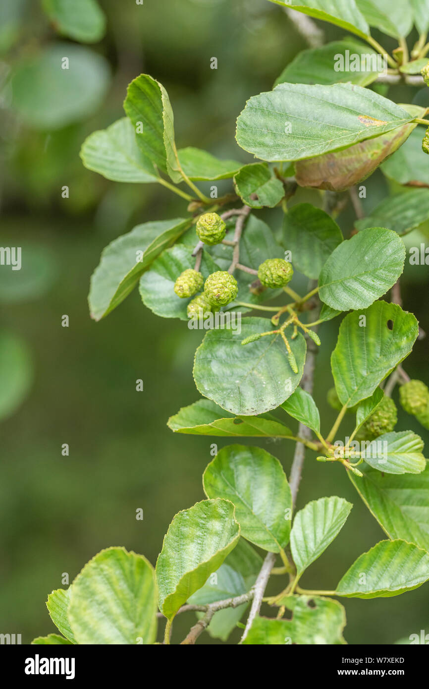 Grüne weiblichen catkin Kegel Früchte und Blätter der Gemeinsamen Erle/Alnus glutinosa. Einmal als Heilpflanze in pflanzliche Heilmittel verwendet. Stockfoto