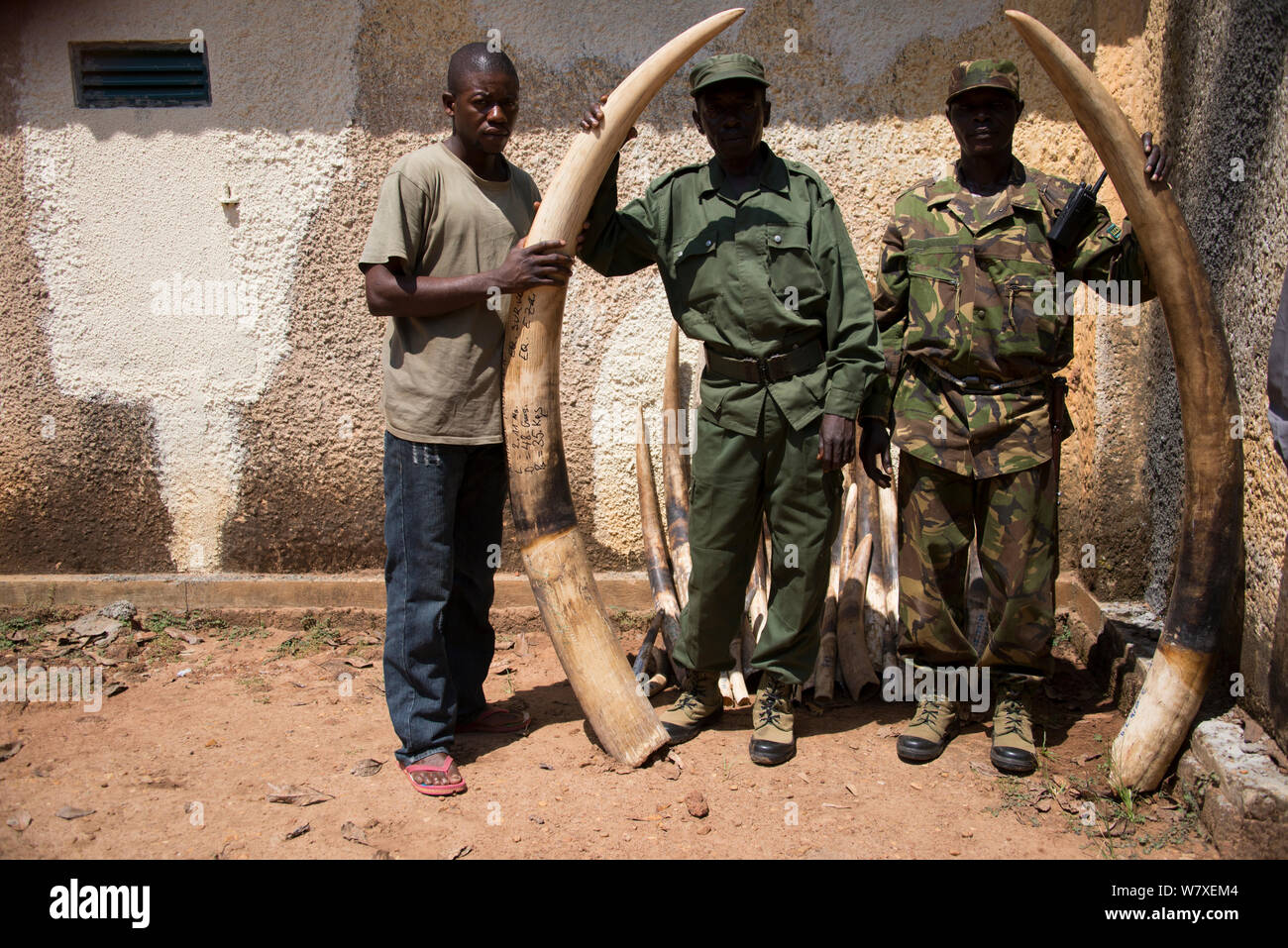 Park Rangers Holding beschlagnahmt Waldelefant Hauer tusks (Loxodonta cyclotis), Garamba National Park in der Demokratischen Republik Kongo. Stockfoto
