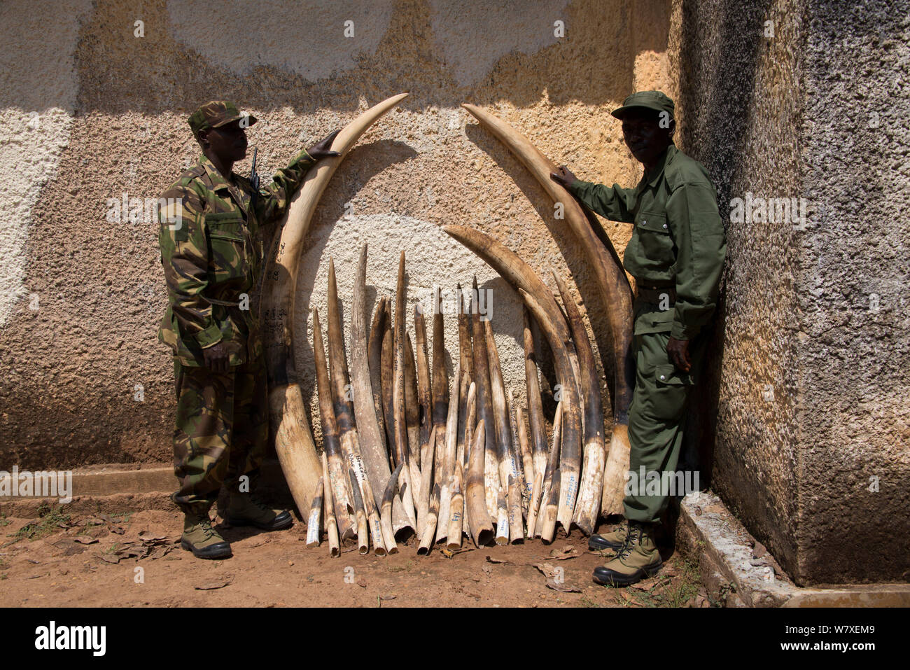 Park Rangers Holding beschlagnahmt Waldelefant Hauer tusks (Loxodonta cyclotis), Garamba National Park in der Demokratischen Republik Kongo. Stockfoto