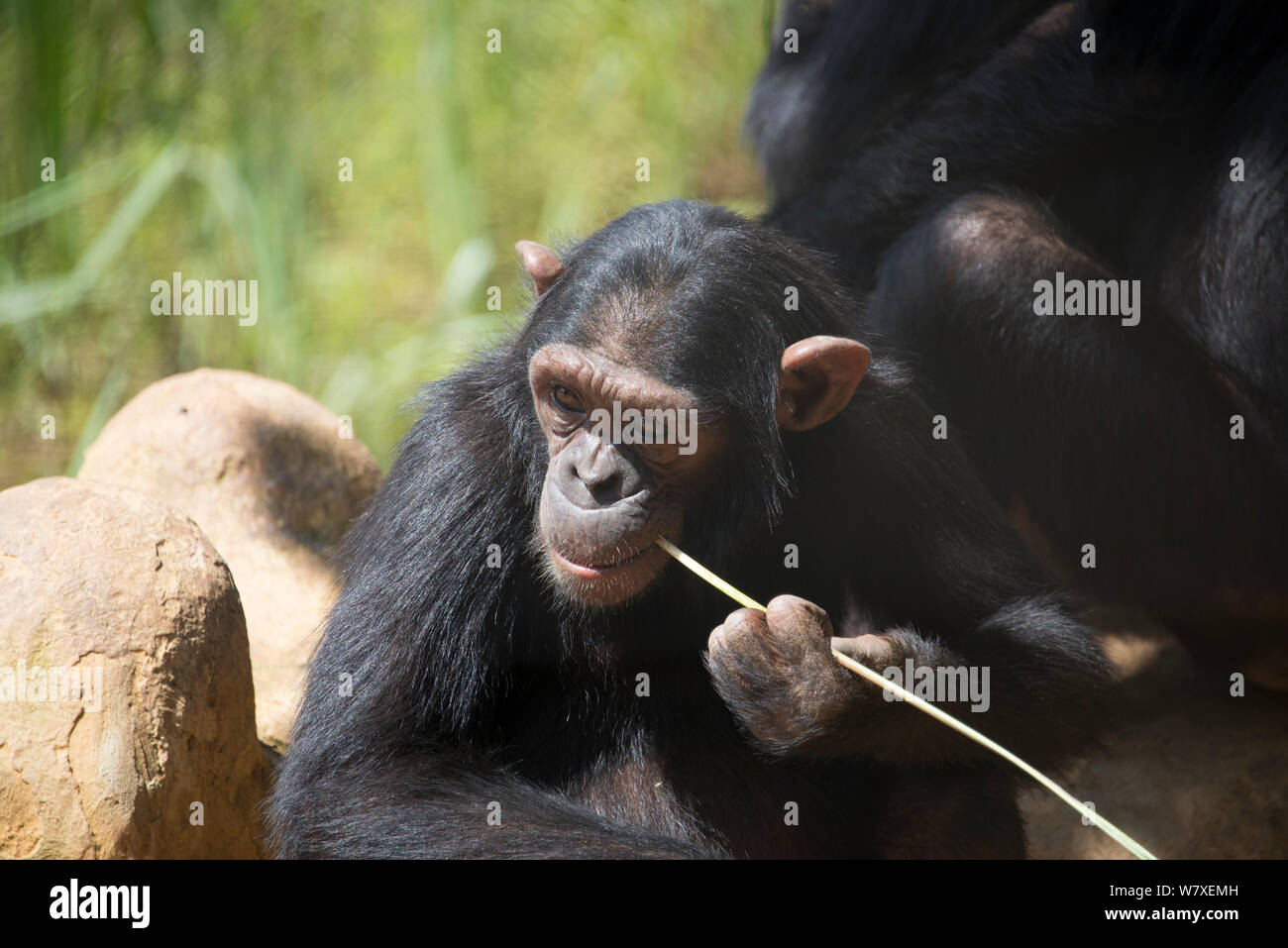 Schimpanse (Pan troglodytes) mit Stick Honig in Bereicherung Aktivität zu erhalten, J.A.C.K. Sanctuary (Jeunes Animaux Confisqués au Katanga/junge Tiere beschlagnahmt in Katanga), Lubumbashi, Katanga in der Demokratischen Republik Kongo. Stockfoto