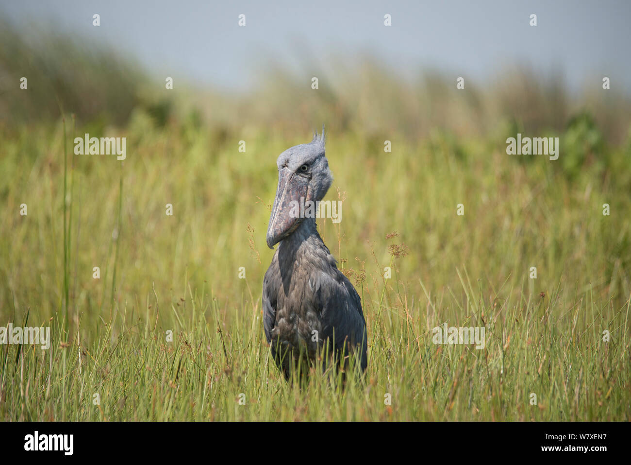 Schuhschnabel (Balaeniceps Rex) stehen in Feuchtgebieten Lebensraum in der Nähe von Lake Victoria, Uganda. Stockfoto