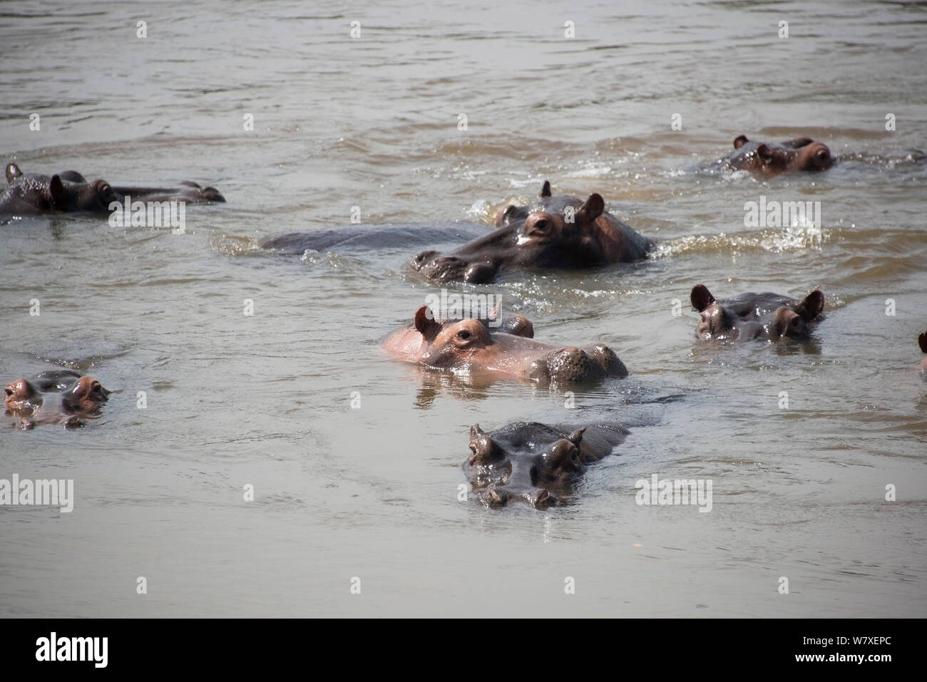 Flusspferde (Hippopotamus amphibius) im Fluss, Garamba National Park in der Demokratischen Republik Kongo. Stockfoto