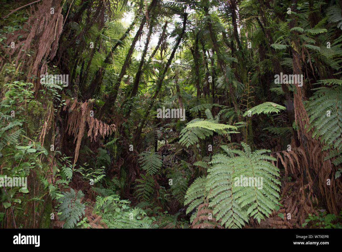 Farne im Wald auf der Ruwenzoris Gebirge (pteridophyta) mit 2500 m, der Demokratischen Republik Kongo. Stockfoto