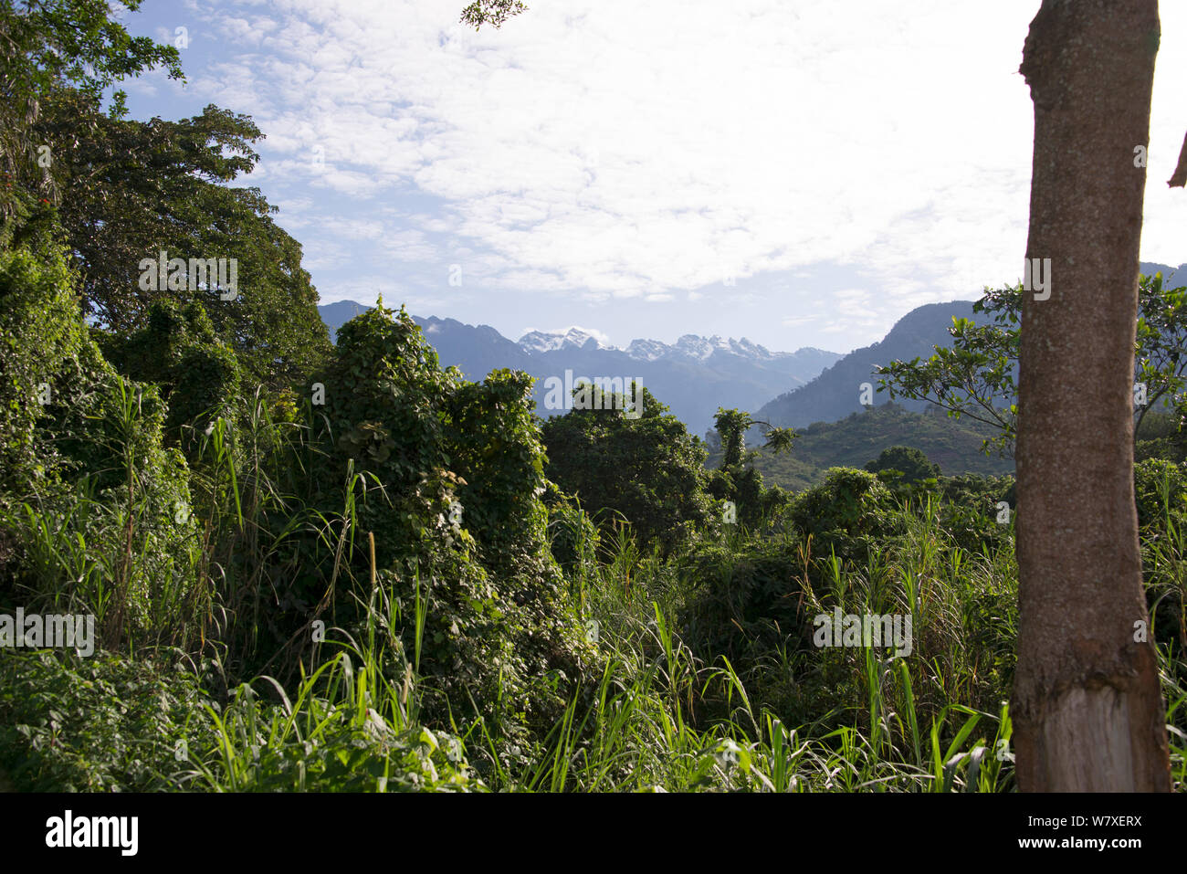 Blick über montane Regenwald in Richtung Punkt Magerita, Virunga National Park UNESCO Welterbe, Demokratische Republik Kongo, Februar 2012. Stockfoto
