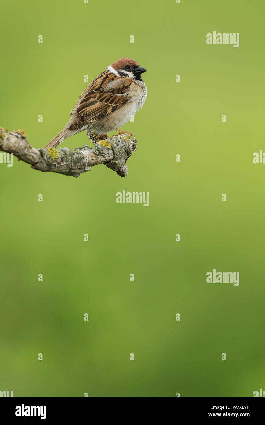 Eurasischen Feldsperling, lateinischer Name Passer montanus, thront auf einem kleinen Zweig gegen einen hellgrünen Hintergrund mit Raum für Text Stockfoto