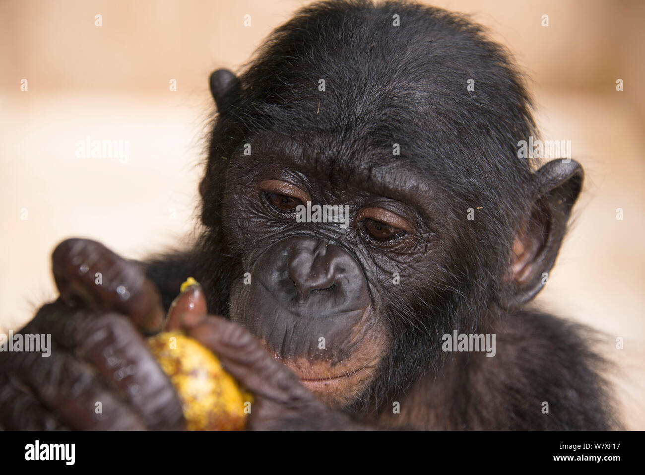 Bonobo (Pan paniscus) Baby an Essen, Captive bei Lola Ya Bonobo Heiligtum, in der Nähe von Kinshasa, Demokratische Republik Kongo suchen. Stockfoto