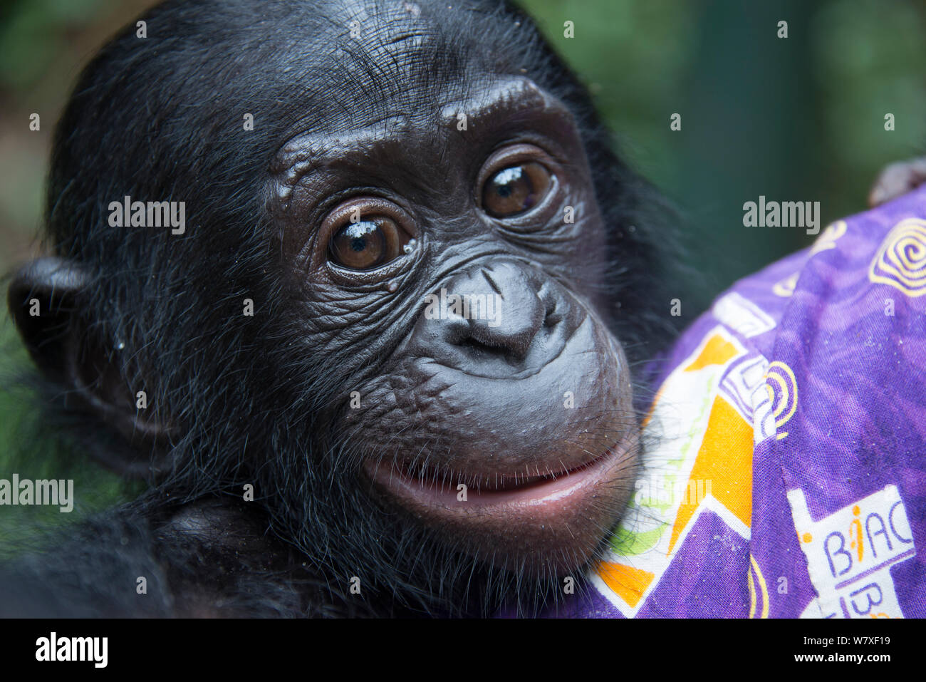 Bonobo (Pan paniscus) Baby mit Keeper, Captive bei Lola Ya Bonobo Heiligtum, in der Nähe von Kinshasa, Demokratische Republik Kongo. Stockfoto