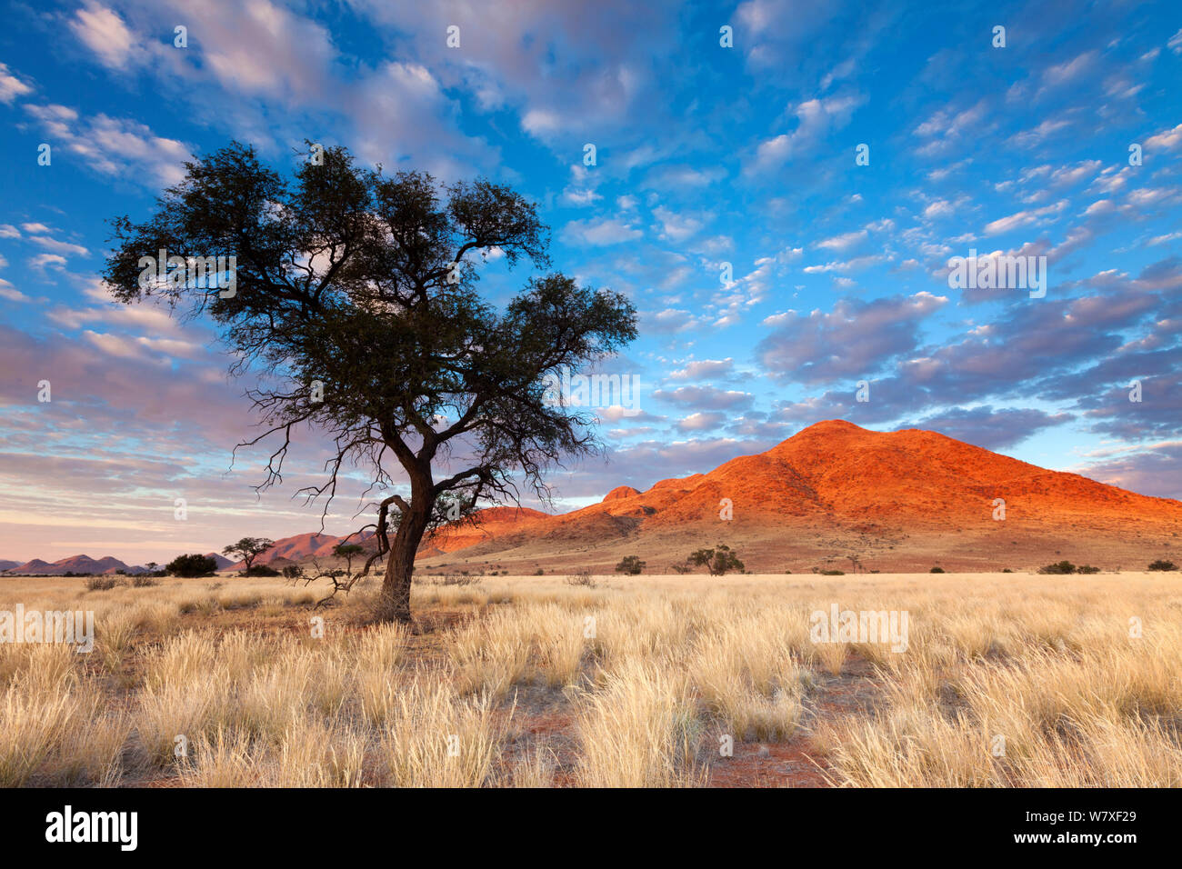 Camelthorn Baum bei Sonnenaufgang mit Blick auf die Berge hinaus. Namib Rand, Namibia. Mai 2010. Stockfoto