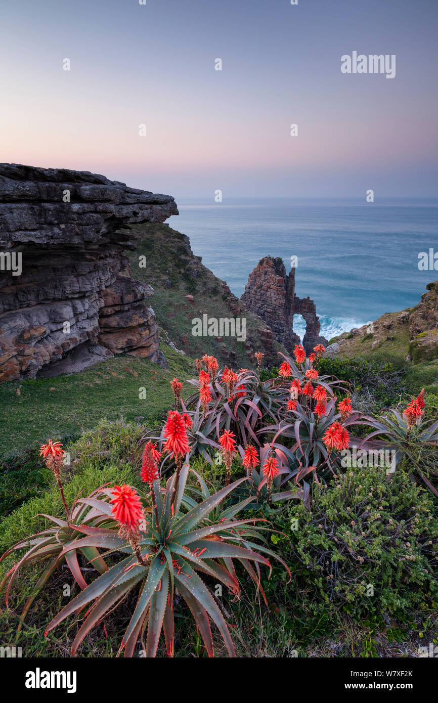 Blühende aloes mit Cathedral Rock darüber hinaus. Pondoland, Eastern Cape, Südafrika. Juni 2012. Stockfoto