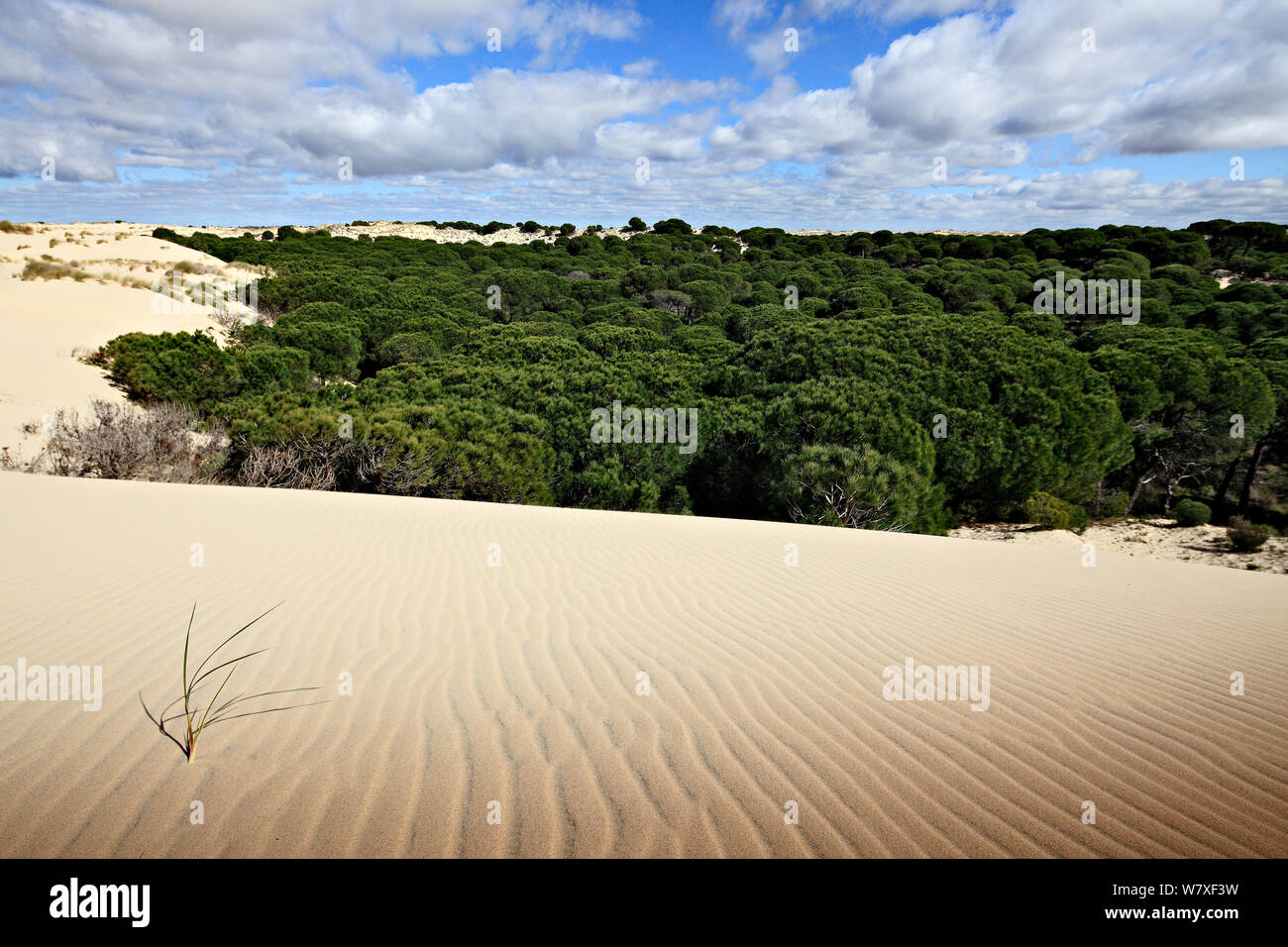 Kiefern (Pinus sp) an der Gefahr von durch den Wanderdünen begraben werden, Donana Nationalpark, Andalusien, Spanien, März 2014. Stockfoto