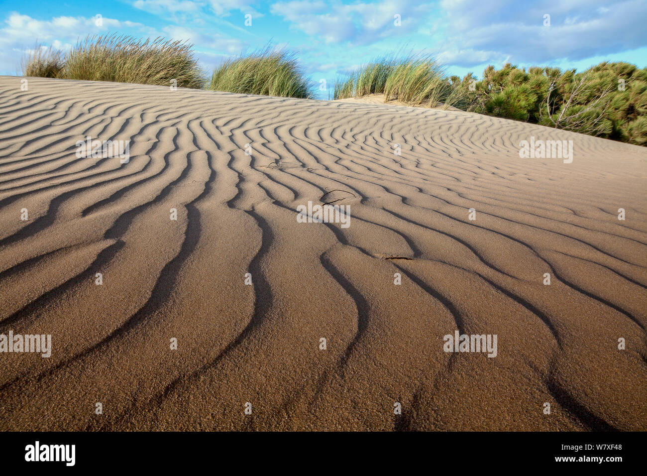 Rippled Sanddüne, Donana Nationalpark, Andalusien, Spanien, März 2014. Stockfoto