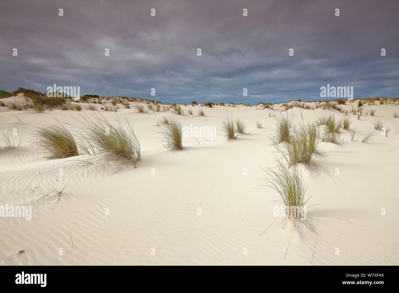 Sanddünen, Donana Nationalpark, Andalusien, Spanien, März 2014. Stockfoto