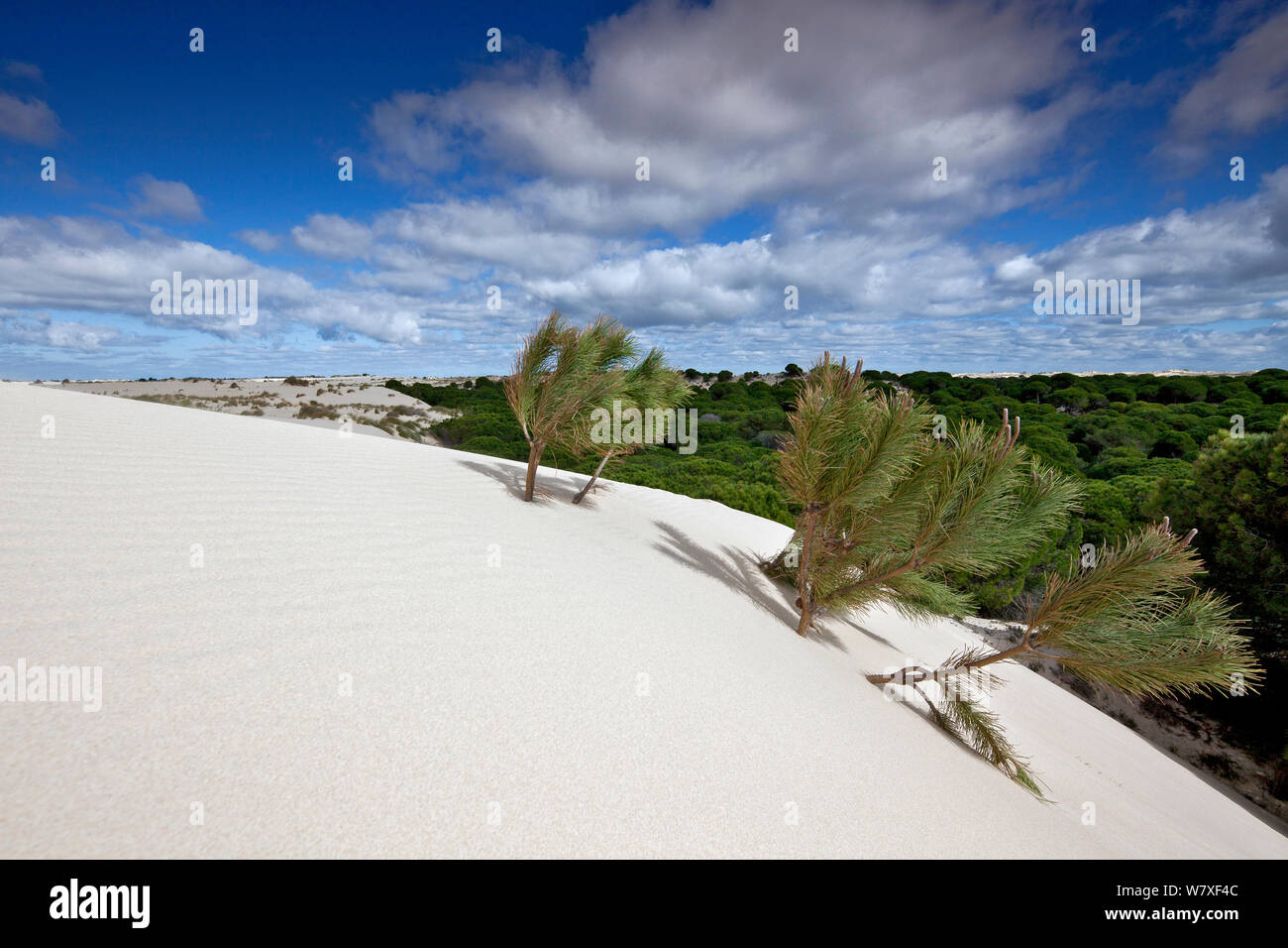 Kiefern (Pinus sp) teilweise durch Sanddünen begraben, Donana Nationalpark, Andalusien, Spanien, März 2014. Stockfoto