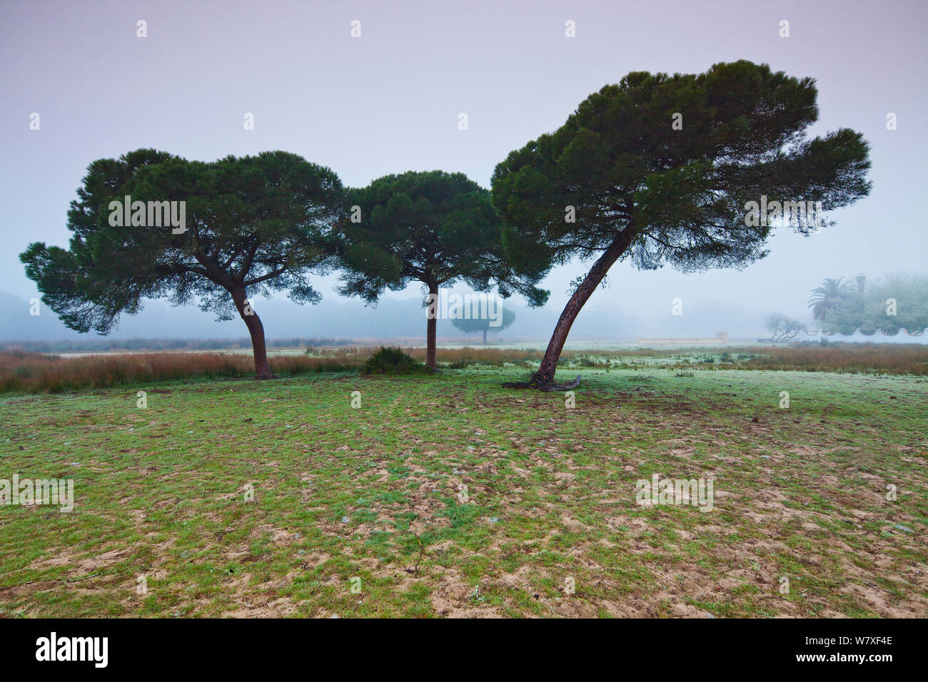 Pinien im Nebel in der Nähe von Las Marismillas Palace, Donana Nationalpark, Andalusien, Spanien, März 2014. Stockfoto
