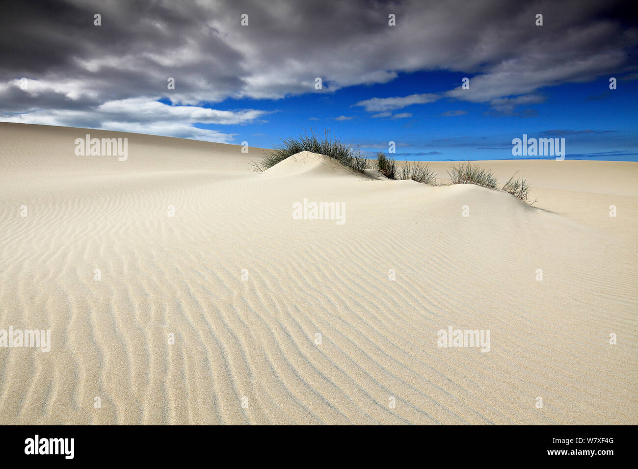 Sanddünen, Donana Nationalpark, Andalusien, Spanien, März 2014. Stockfoto