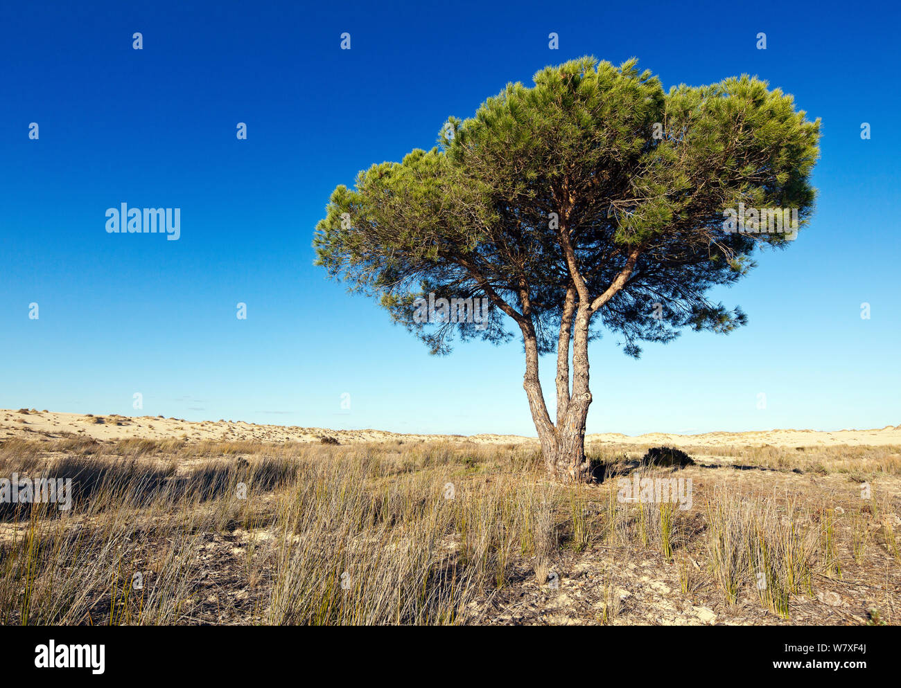 Kiefer (Pinus sp) auf den Rand der Düne, Guadalquivir Tals, Donana Nationalpark, Andalusien, Spanien, März 2014. Stockfoto