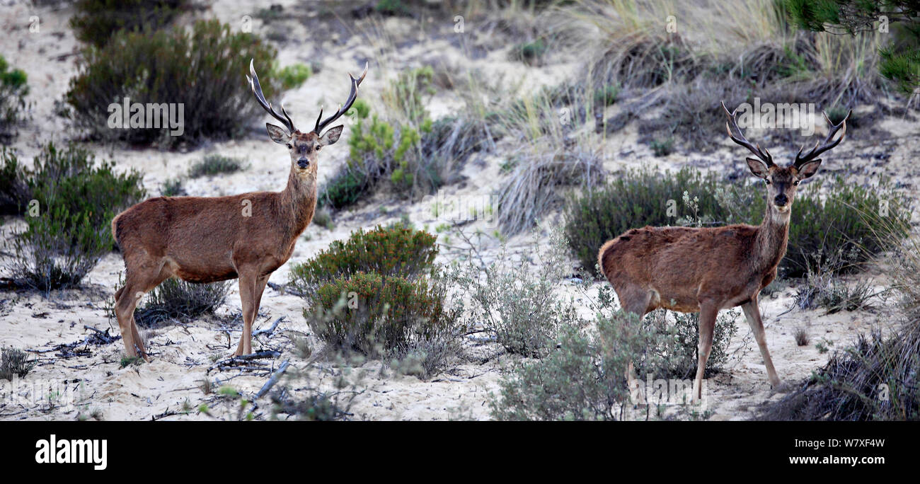 Red Deer (Cervus elaphus) Hirsche in Donana Nationalpark, Andalusien, Spanien, März. Stockfoto