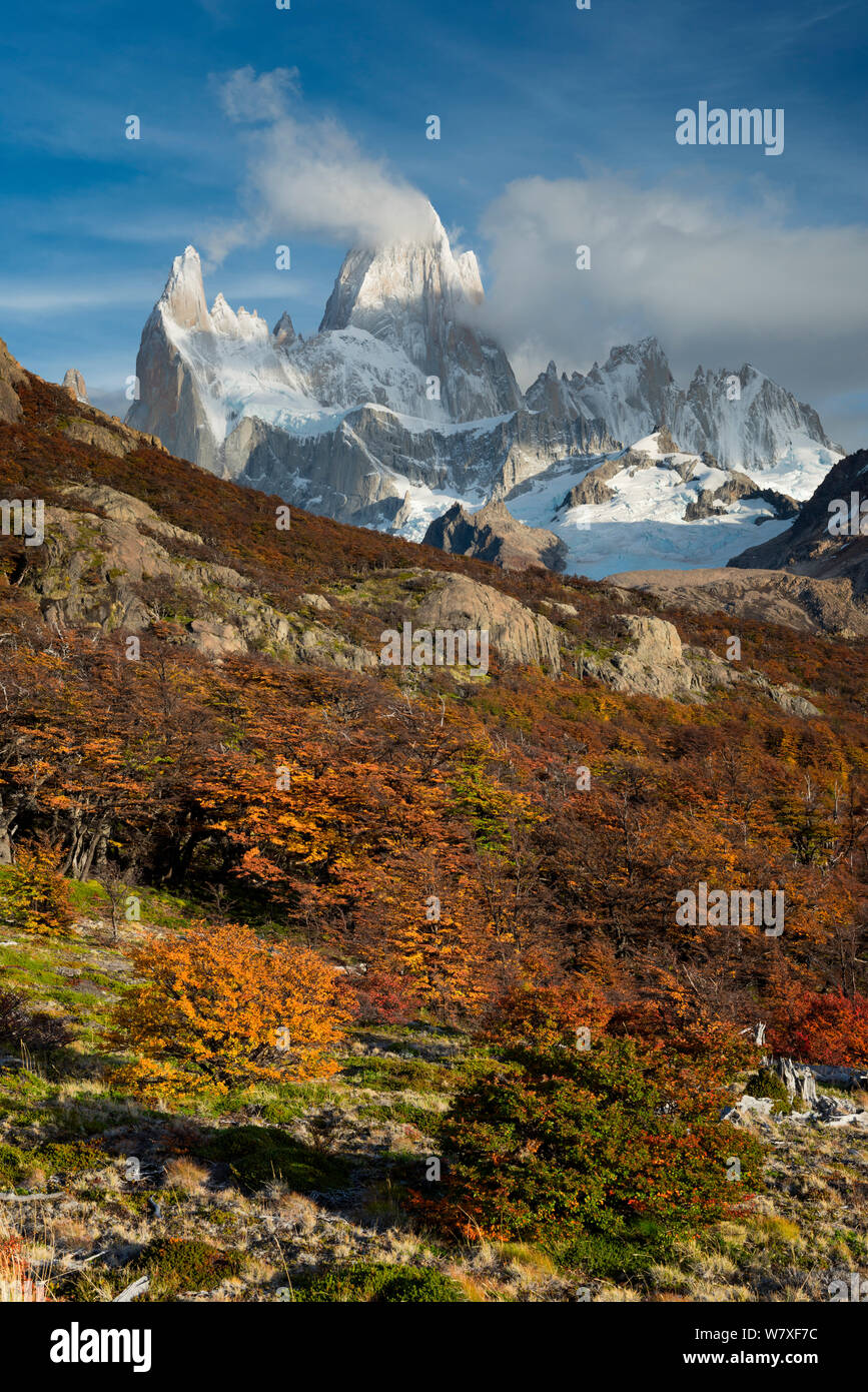 Herbst Laub unter Mount Fitz Roy im Morgenlicht. El Chaltén, Patagonien, Argentinien. April 2013. Nicht-ex. Stockfoto