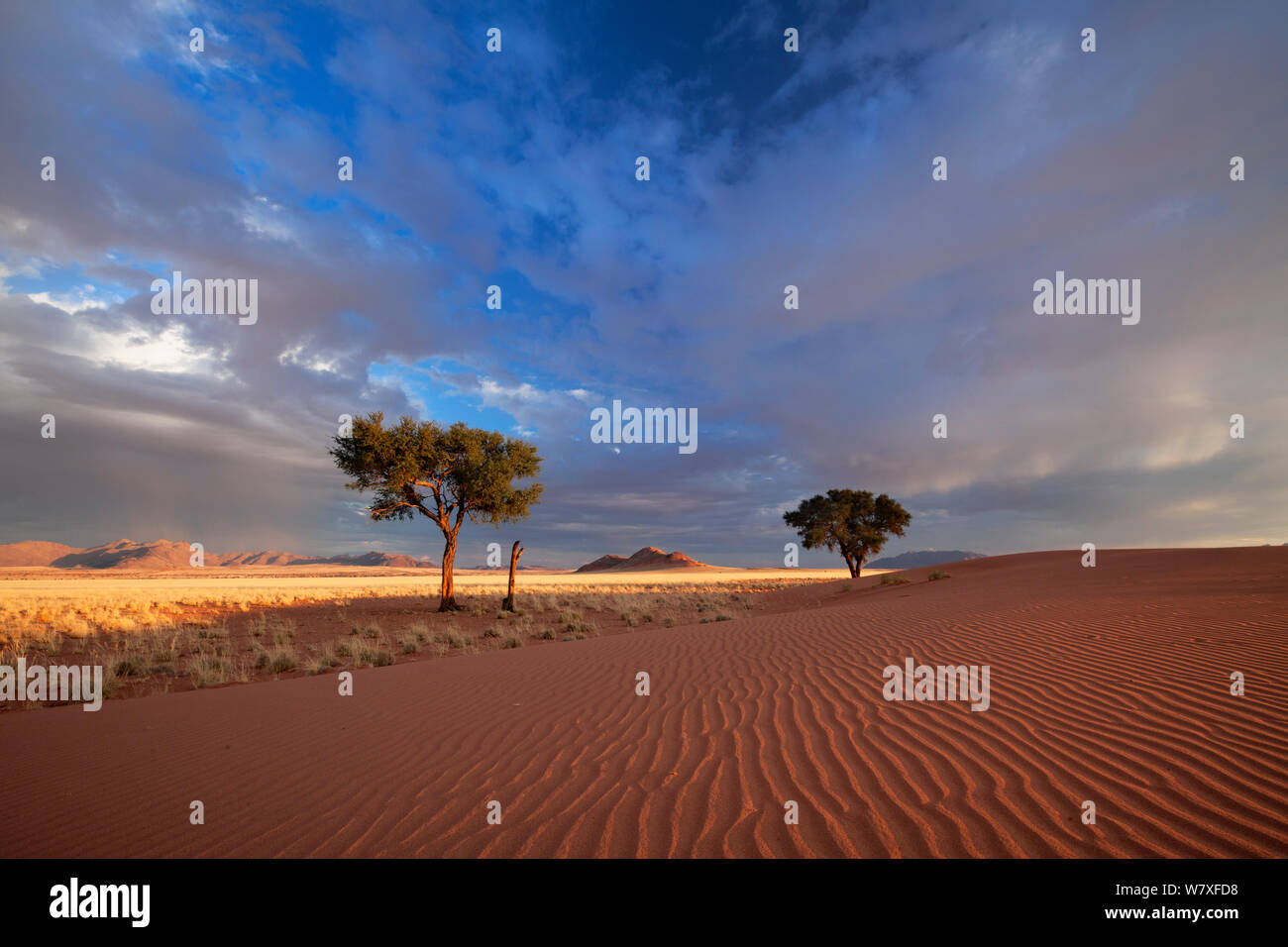 Wellige Dünen und Akazien im Morgenlicht. Namib Rand, Namibia. Mai 2010. Nicht-ex. Stockfoto