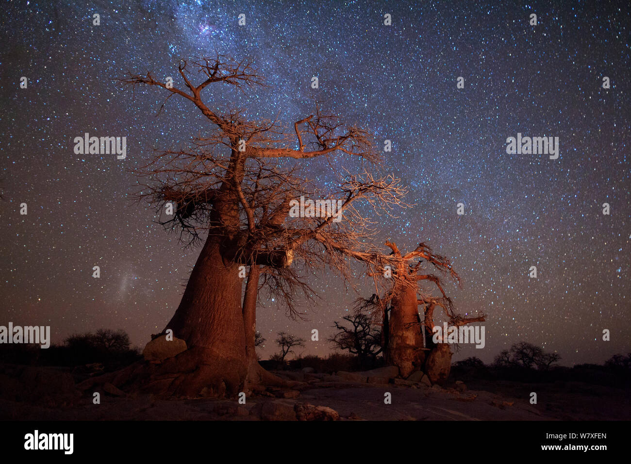 Baobab Bäumen gegen einen Sternenhimmel. Kubu Island, Makgadikgadi Pans, Botswana. Mai 2012. Nicht-ex. Stockfoto