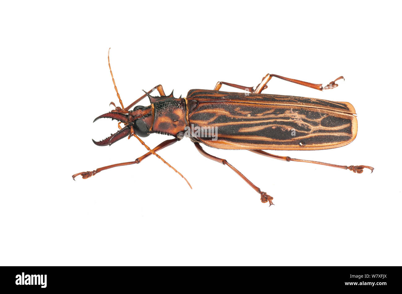 Langhörnigen Käfer (Macrodontia cervicornis), Berbice Fluss, Guyana, September. Meetyourneighbors.net Projekt. Stockfoto