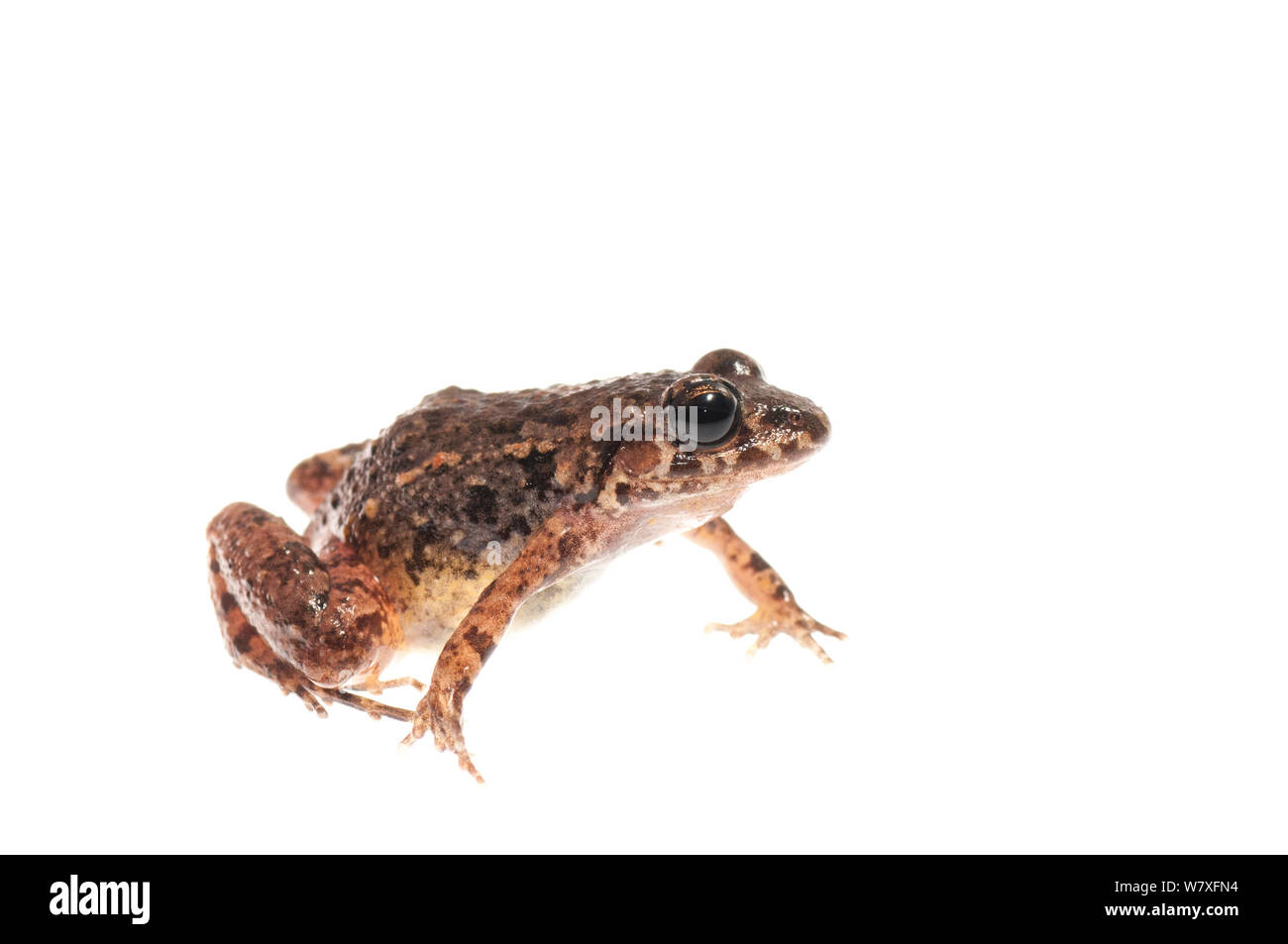 Zwitschern Frosch (Adenomera andrae), Kanuku Mountains, Guyana, Juli. Meetyourneighbors.net Projekt. Stockfoto