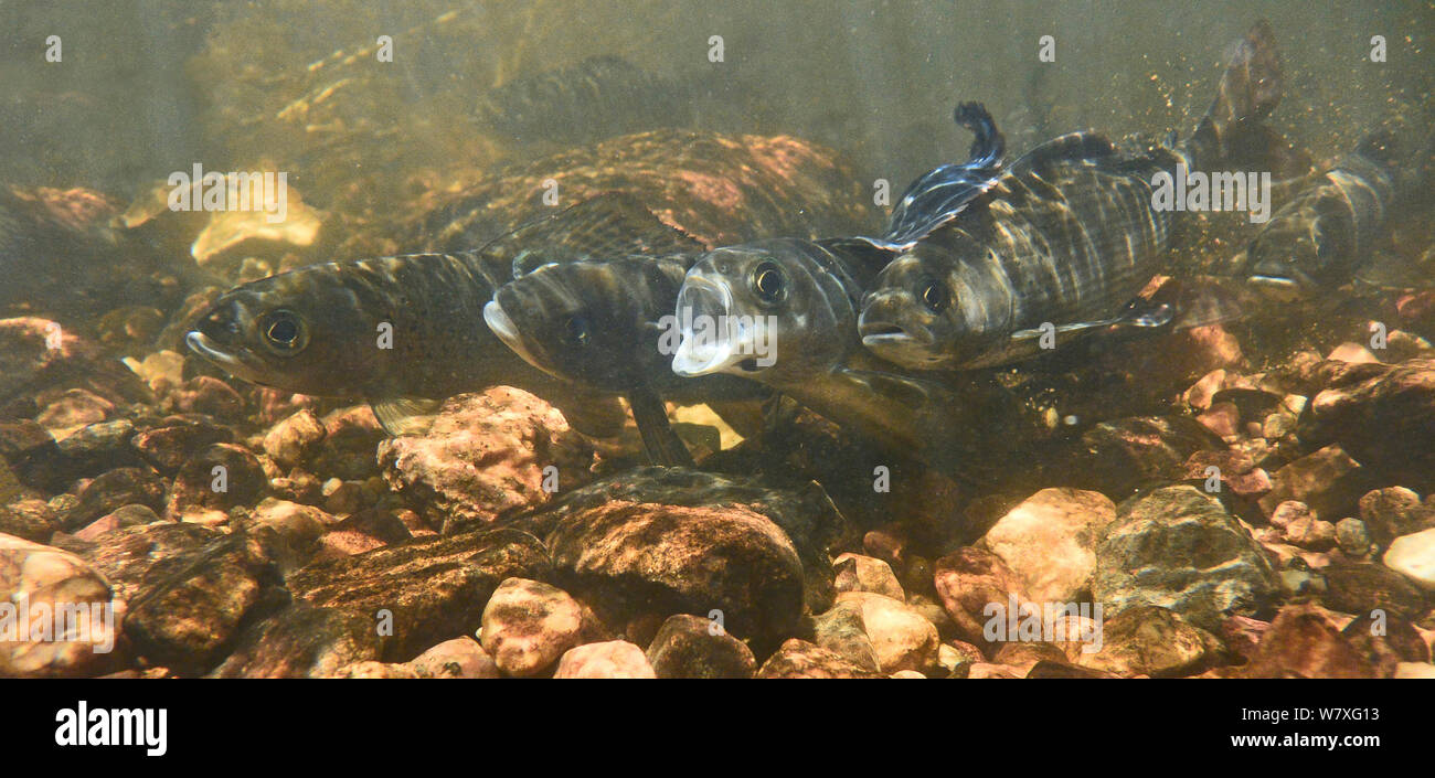 Arktische Äsche (Thymallus arcticus) laichen im Stream, weiblich (mit offenem Mund) im Rahmen des Fin der männlichen zu Ihrem linken festgesteckt. North Park, Colorado, USA, Juni. Stockfoto