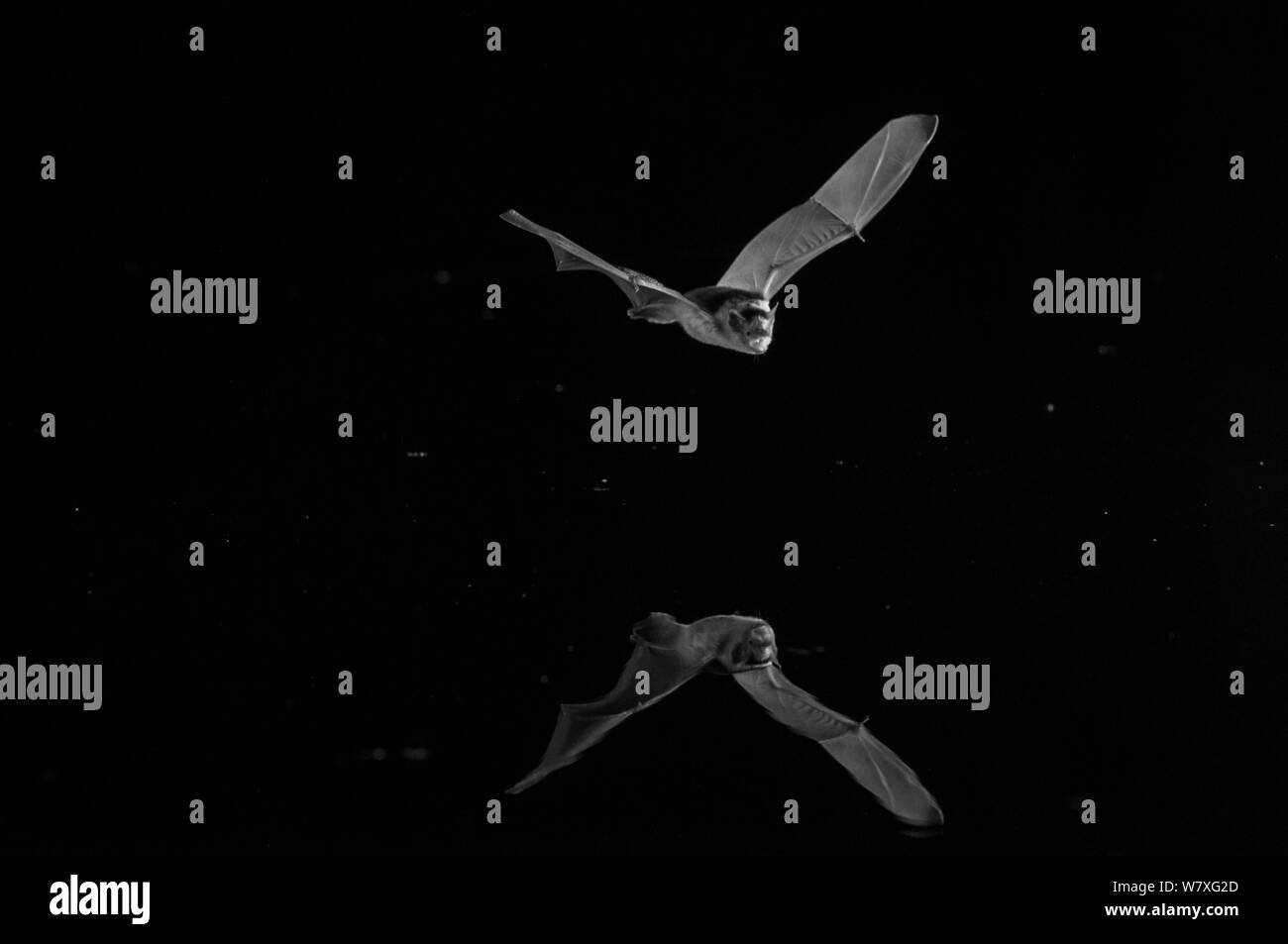 Serotine bat (Eptesicus Serotinus) flying low über Wasser, bei Nacht mit Infra-red Remote Camera trap, Frankreich, Juli genommen. Stockfoto