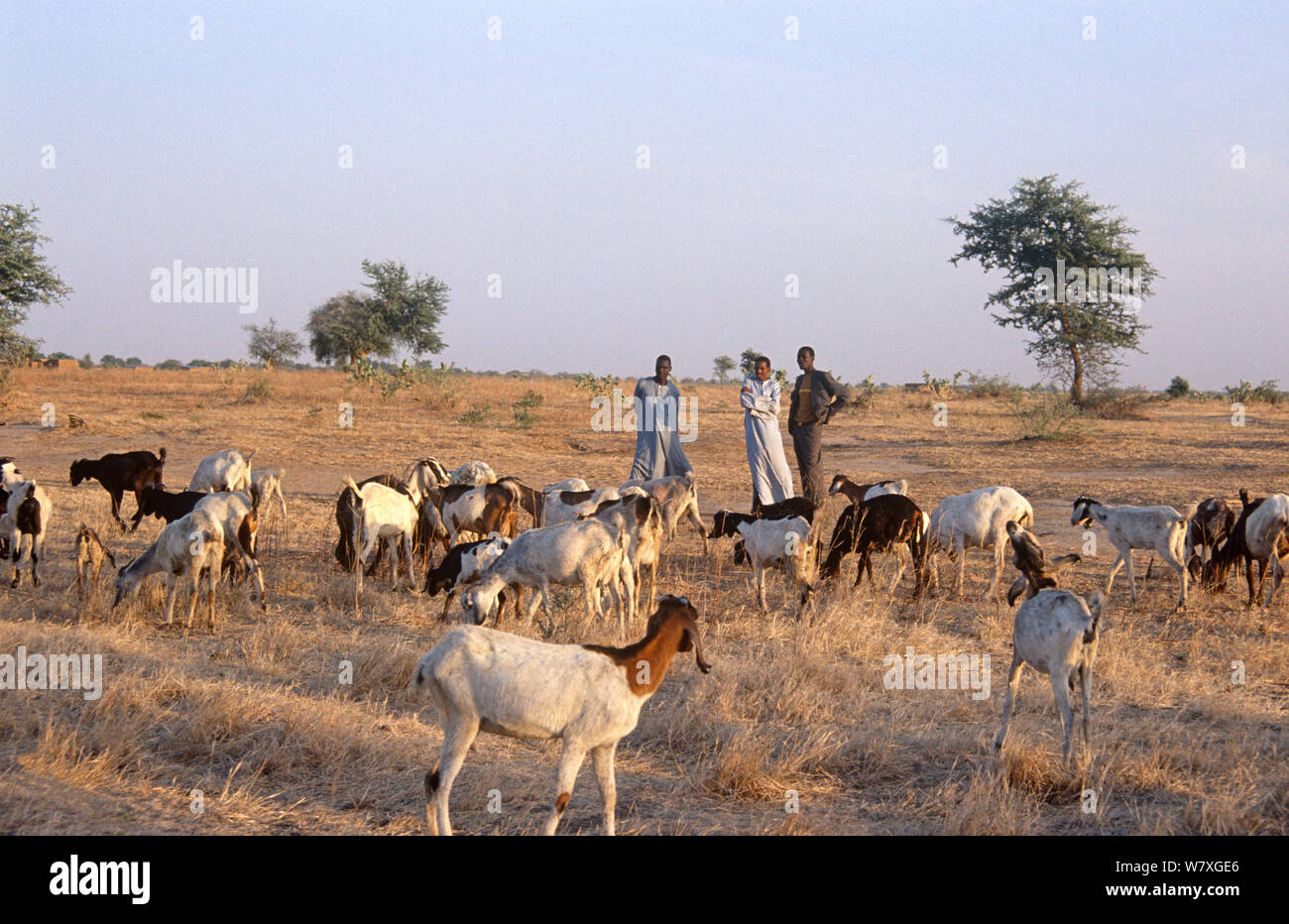 Die Dorfbewohner mit weidenden Ziegen und Schafen. Tschad, 2002-2003. Stockfoto