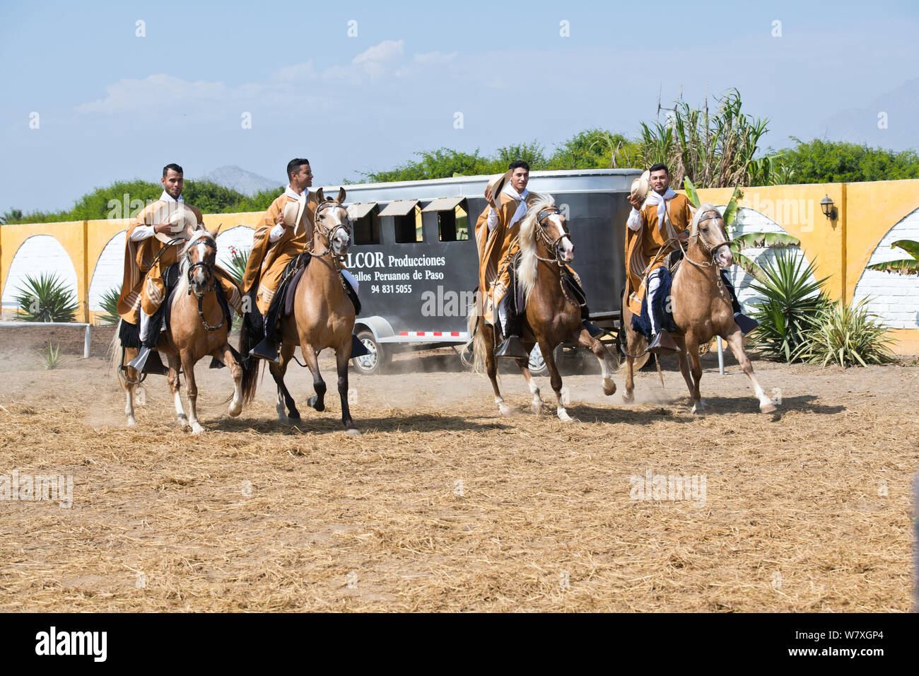 Paso Pferde von Truijillo, drittgrößte Stadt in Peru, Südamerika Stockfoto