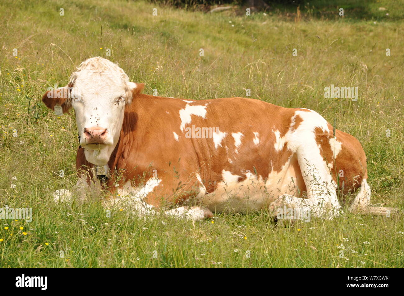 Braune und weiße Österreichischer Alpenverein Kuh entspannt auf dem Rasen im Sommer Sonnenschein auf der Kitzbuheler Horn, Kitzbühel, Tirol, Österreich Stockfoto
