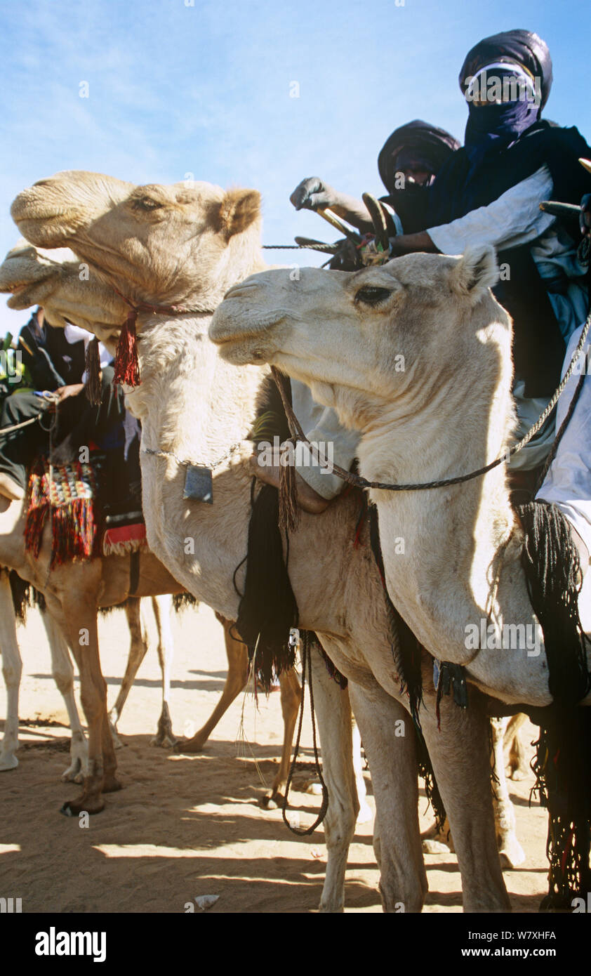 Tuareg Kamele und Reiter an der Iferouane Festival, zentralen Niger, 2005. Stockfoto