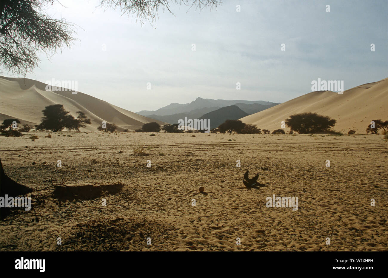 Landschaft der zentralen Sahara, Niger, 2004. Stockfoto