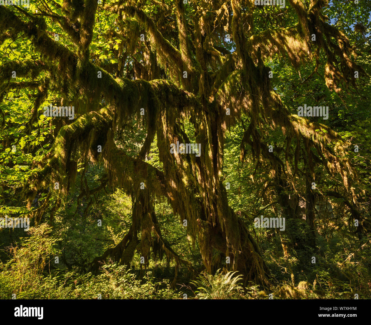 Bigleaf Ahorne (Acer macrophyllum), Maple Grove in der Halle des Mose Trail, Hoh Regenwald, Olympic National Park, Washington State, USA Stockfoto