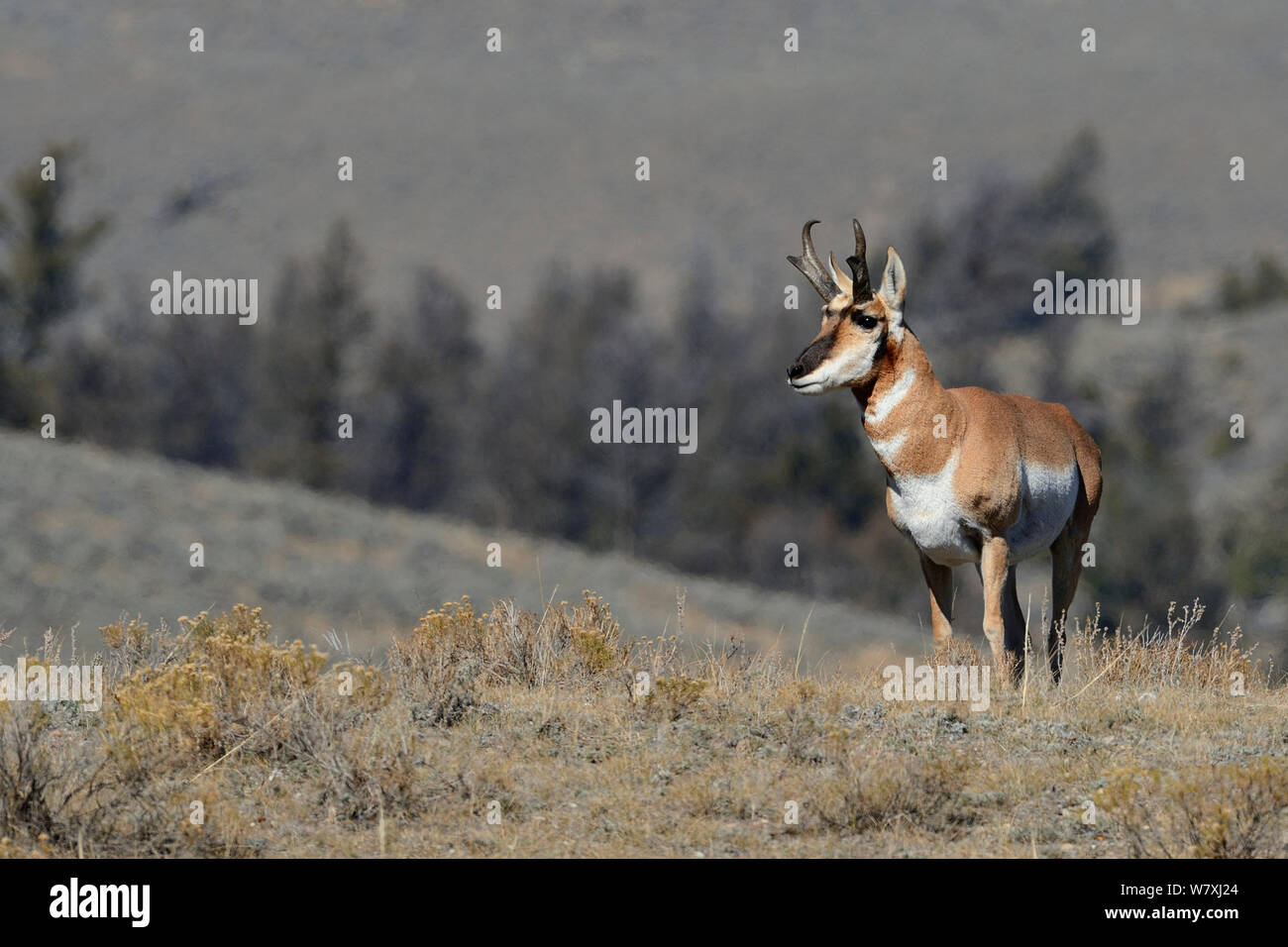 Pronghorn Antilope (Antilocapra americana) Yellowstone National Park, Wyoming, USA, Oktober. Stockfoto