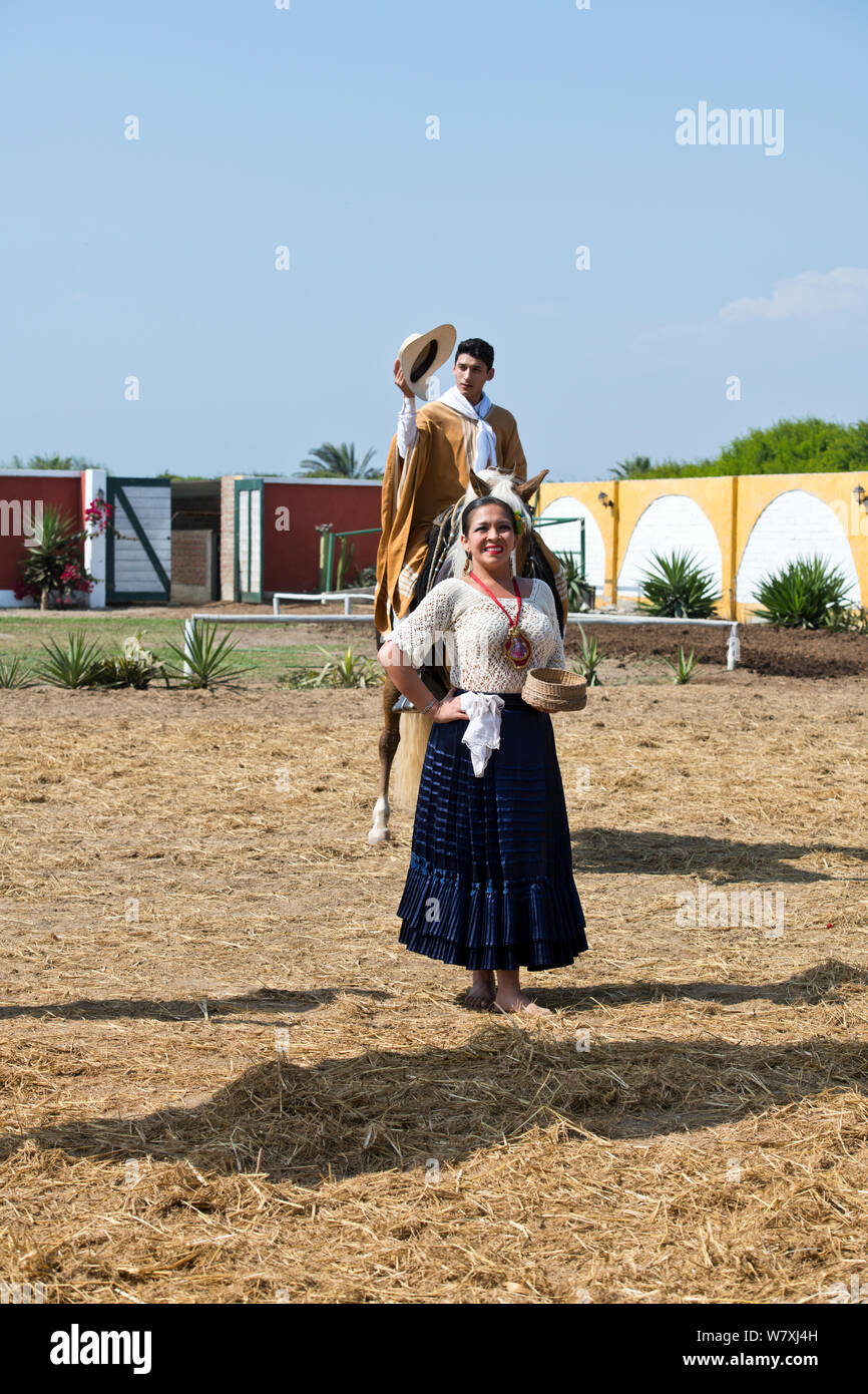 Paso Pferde von Truijillo, drittgrößte Stadt in Peru, Südamerika Stockfoto