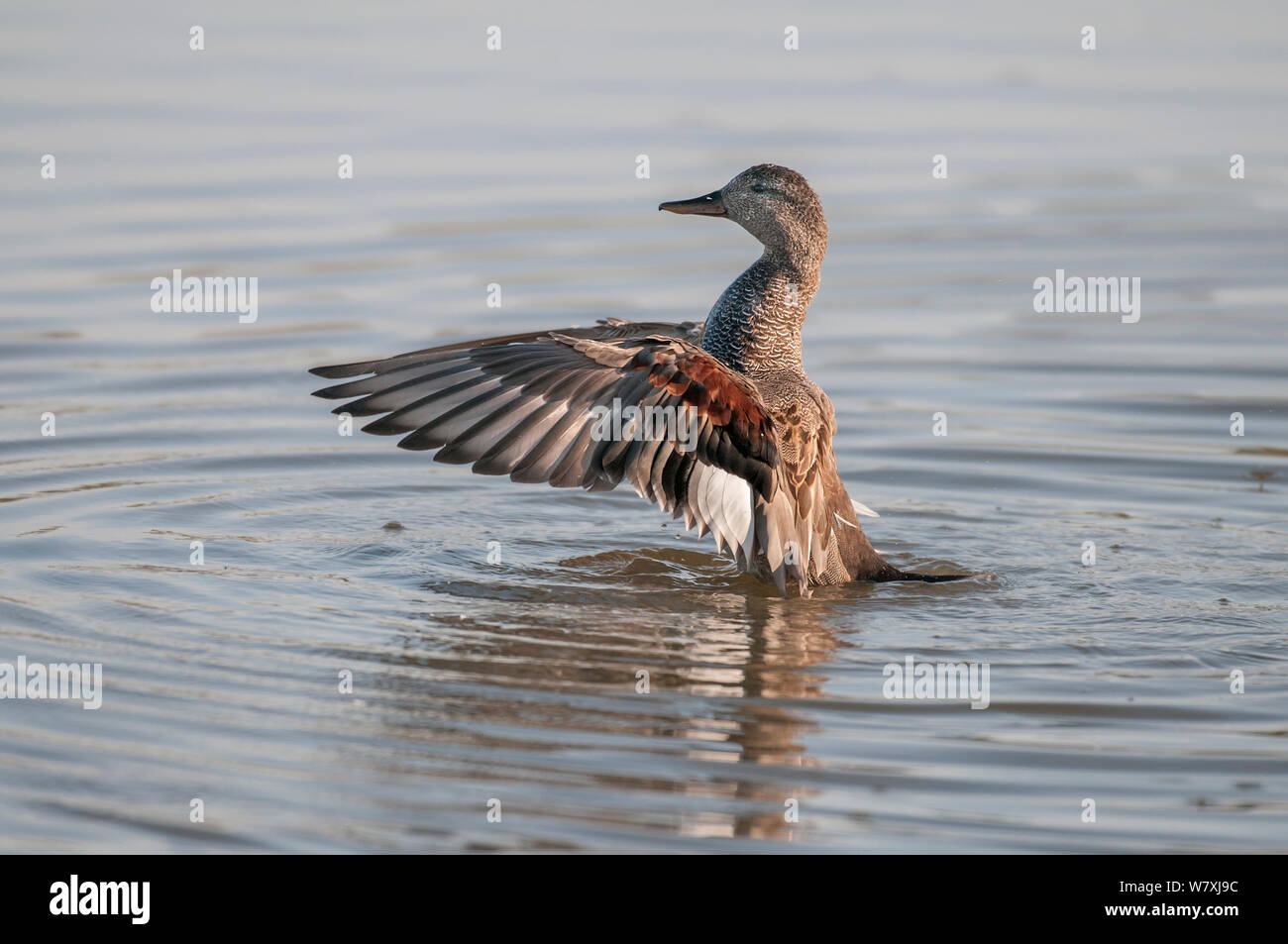 Schnatterente (Anas strepera) auf Wasser, schlagenden Flügeln. Antwerpen, Belgien, Mai. Stockfoto
