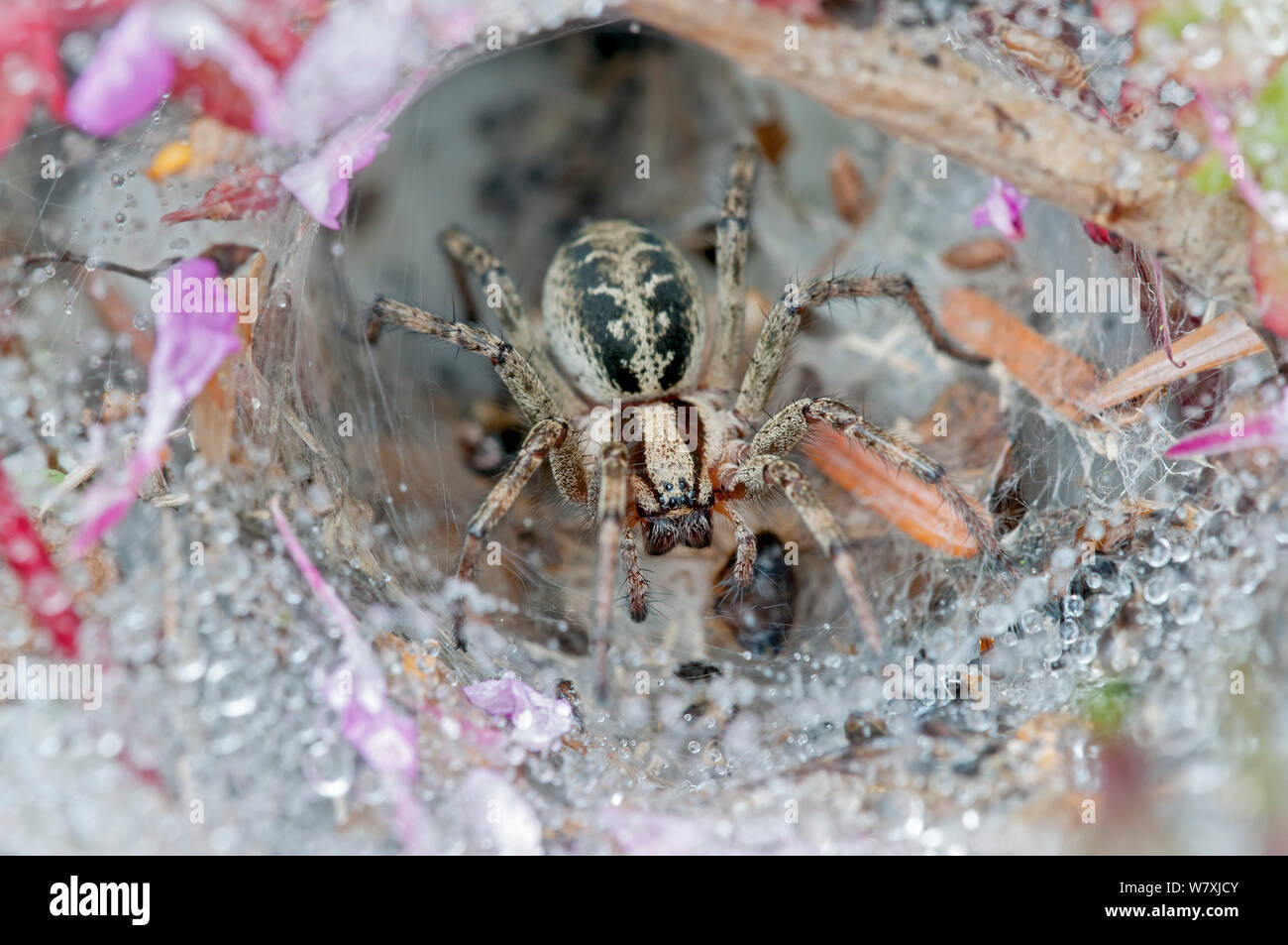 Funnel-Web spider (Agelena labyrinthica) im Web, Brasschaat, Belgien, Juli. Stockfoto