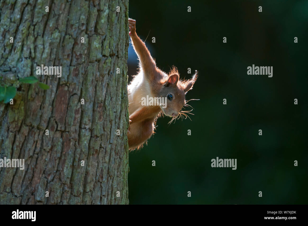 Eichhörnchen (Sciurus vulgaris) auf Baumstamm, Brasschaat, Belgien, Juni. Stockfoto