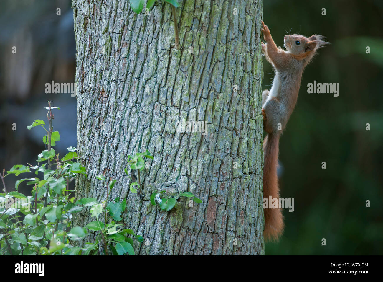 Eichhörnchen (Sciurus vulgaris) auf Baumstamm, Brasschaat, Belgien, Mai. Stockfoto