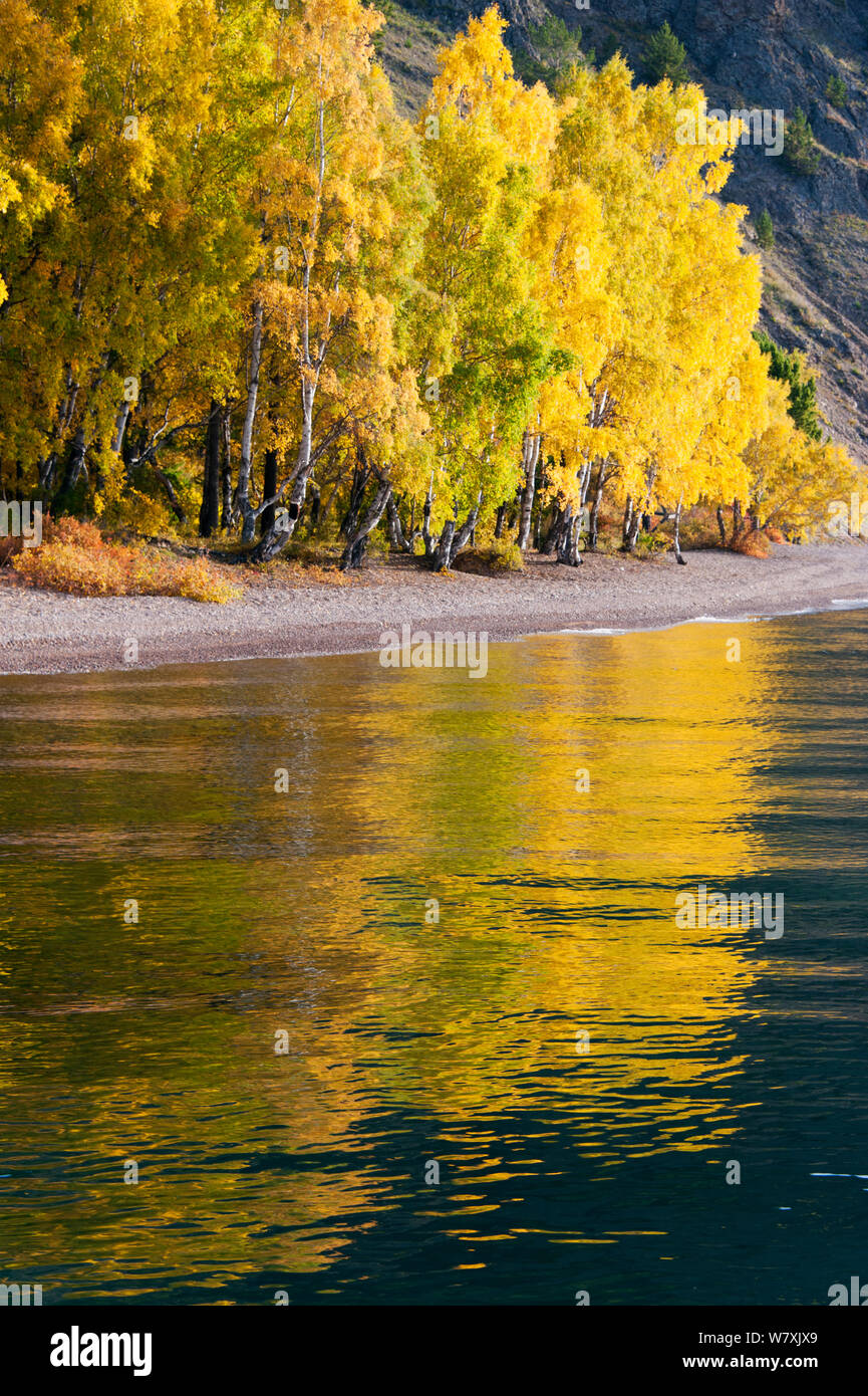 Bäume am Baikalsee Ufer im Herbst. Pribaikalsky Nationalpark, Sibirien, Russland, September 2013. Stockfoto