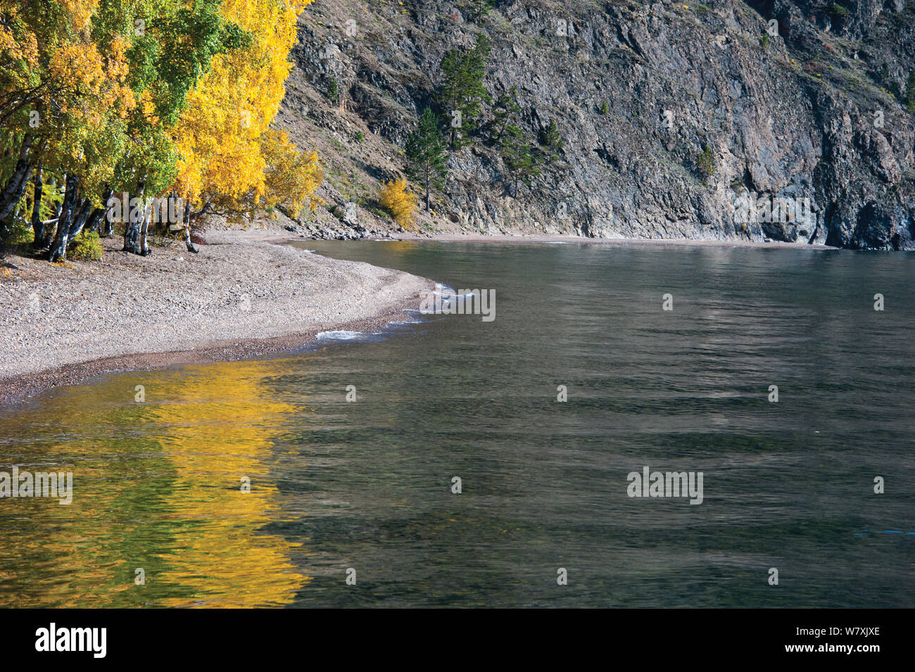 Bäume am Baikalsee Ufer im Herbst. Pribaikalsky Nationalpark, Sibirien, Russland, September 2013. Stockfoto